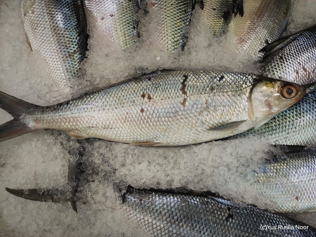 ikan bandeng